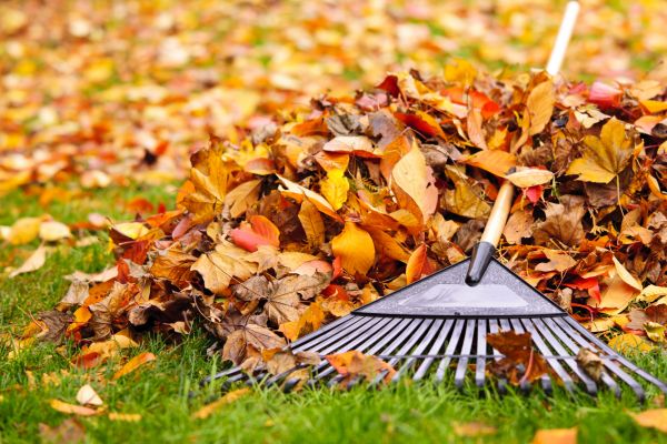 Cost of Leaves Removal in Spring Hill
