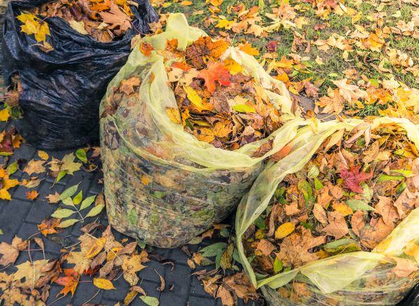 Cost of Yard Cleanup Service in Spring Hill