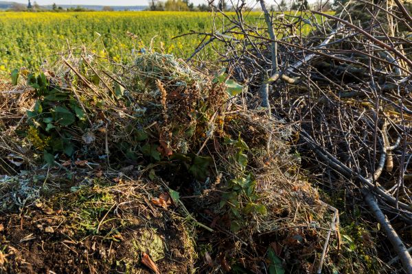 Cost of Brush Disposal in Spring Hill