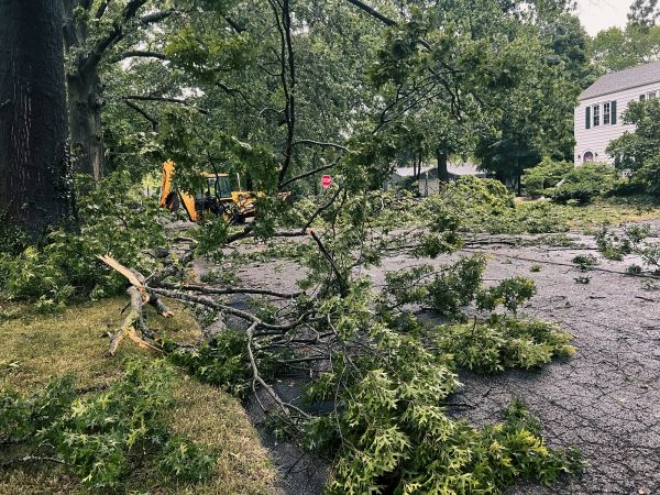 Cost of Tree Branch Disposal in Spring Hill