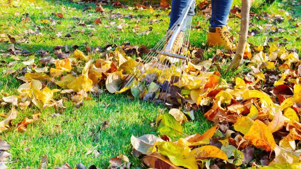 Cost of Lawn Cleanup Service in Spring Hill
