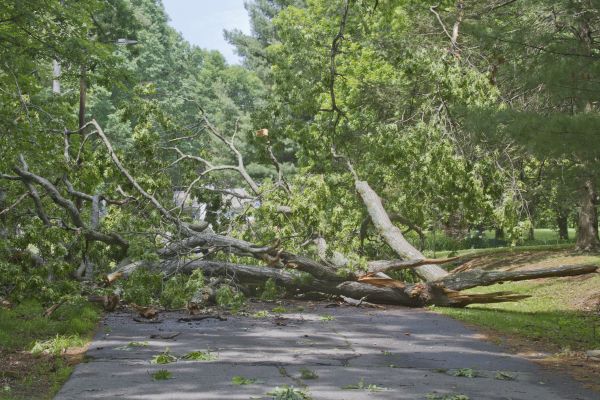 Cost of Tree Debris Removal in Spring Hill